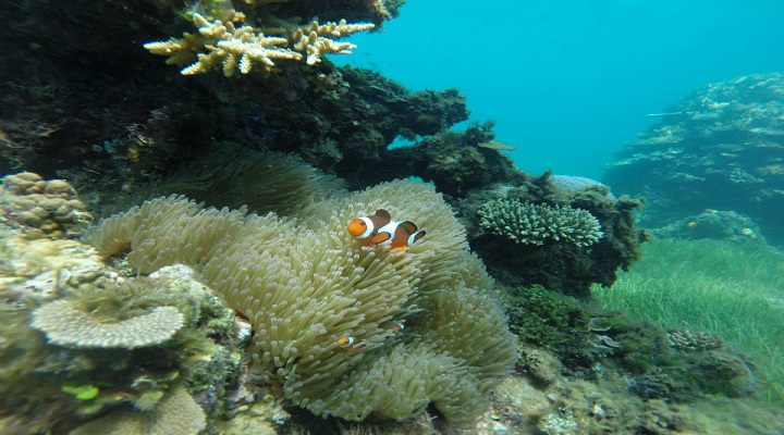 11 Calaguas Island