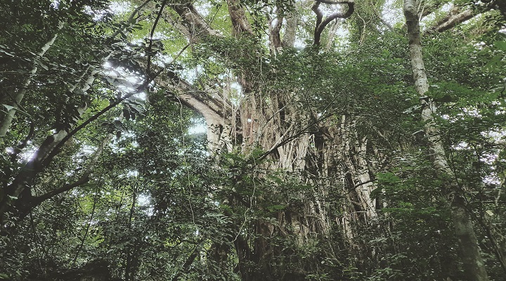 Processed with VSCO with m3 preset Libmanan Caves National Park